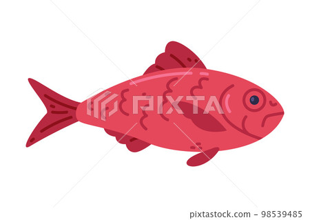 Alfonsino Fish or Red Bream as Seafood and Fresh Sea Product Vector Illustration 98539485