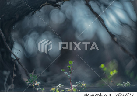 新芽生長 新芽生長 98539776