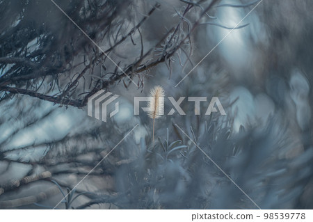 Cat teaser (gray background) Cat teaser (gray background) 98539778