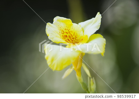 黃色美人蕉花盛開。學名是Cannaceae。 98539917