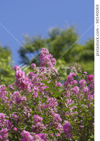 The crape myrtle tree blooms pink flowers under the blue sky. The crape myrtle tree blooms pink flowers under the blue sky. 98540069