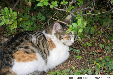 A stray cat in the grass, sitting in an incense box 98540076