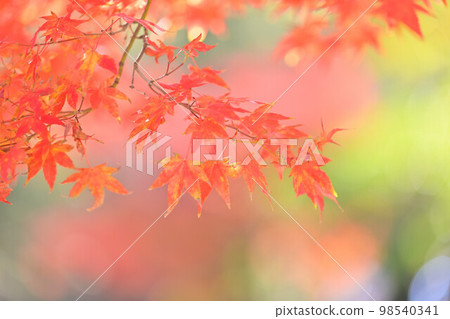 Autumn leaves of maple, leaves green green blur background. Autumn leaves of maple, leaves green green blur background. 98540341