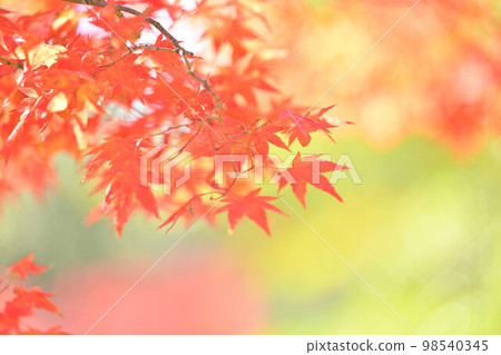 秋天的楓葉，葉子綠綠模糊背景。 98540345