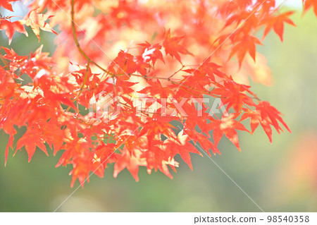 秋天的楓葉,葉子綠綠模糊背景。 秋天的楓葉,葉子綠綠模糊背景。 98540358