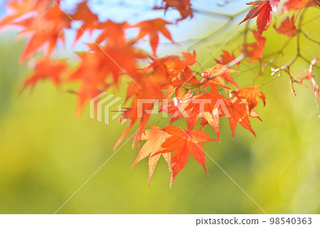 Autumn leaves of maple, leaves green green blur background. Autumn leaves of maple, leaves green green blur background. 98540363