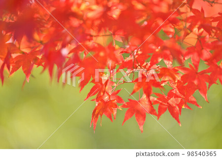 Autumn leaves of maple, leaves green green blur background. Autumn leaves of maple, leaves green green blur background. 98540365
