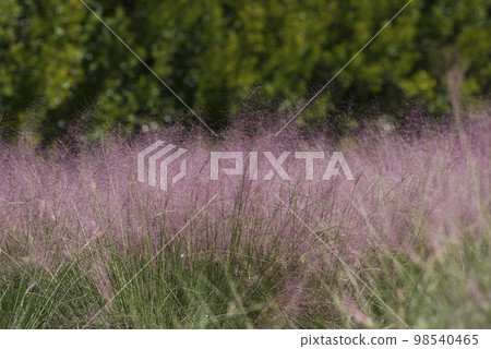 capillaris (Mühlenbergia) 的耳朵是粉紅色的。學名是 Muhlenbergia capillaris (Mühlenbergia) 的耳朵是粉紅色的。學名是 Muhlenbergia 98540465