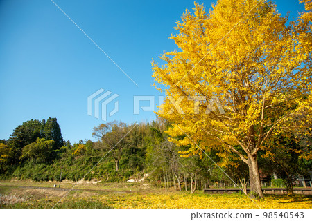 Beautifully colored butterfly tree Beautifully colored butterfly tree 98540543