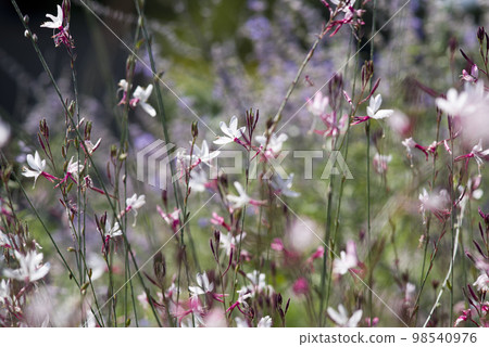 粉紅色的高拉花盛開。學名 Oenothera lindheimeri 98540976