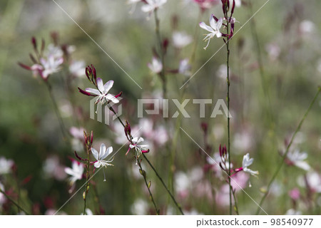 粉紅色的高拉花盛開。學名 Oenothera lindheimeri 粉紅色的高拉花盛開。學名 Oenothera lindheimeri 98540977