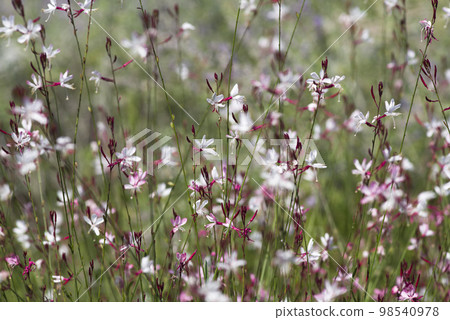 粉紅色的高拉花盛開。學名 Oenothera lindheimeri 粉紅色的高拉花盛開。學名 Oenothera lindheimeri 98540978