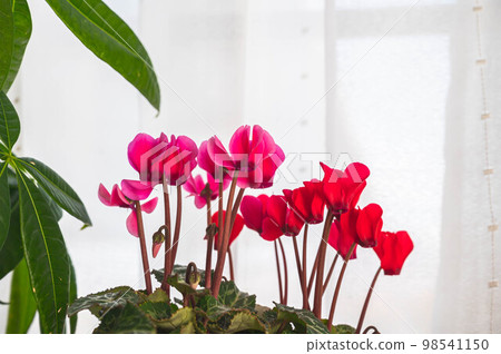 窗邊的仙客來花和發財樹葉 98541150