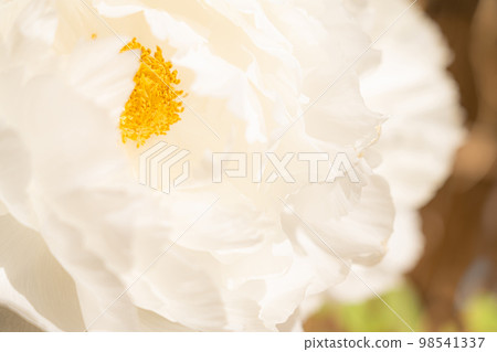 Peony/petal image Peony/petal image 98541337