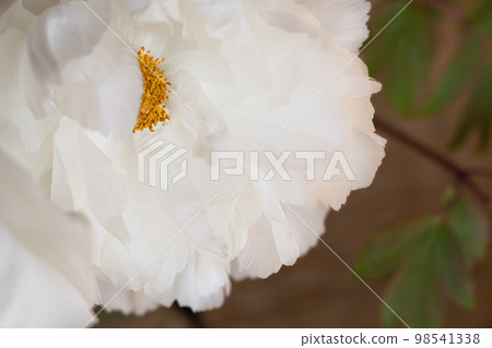 Peony/petal image 98541338