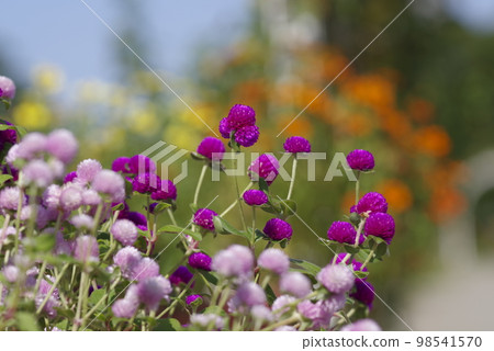Pink Globe amaranth flowers are in bloom in the park. The scientific name is Gomphrena globosa. 98541570