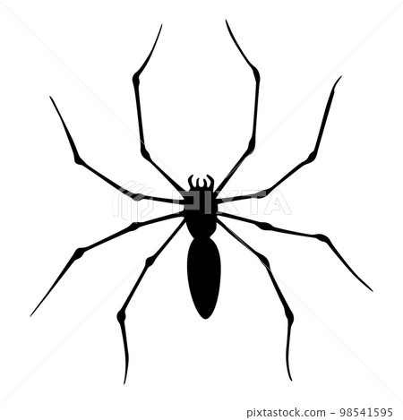 Spider silhouette. Black close-up insect, scary big spider isolated on white. Poisonous dangerous animal. Creepy wildlife bug 98541595