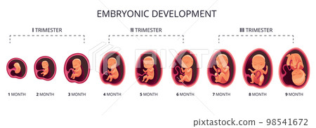 Embryo month stage growth, fetal development vector flat infographic icons. Medical illustration of foetus cycle from 1 to 9 month to birth and combined into trimesters 98541672