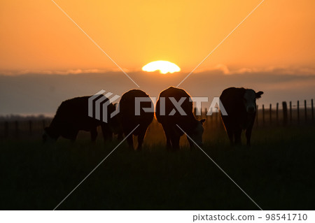 Cows silhouettes  grazing, La Pampa, Patagonia, Argentina. 98541710