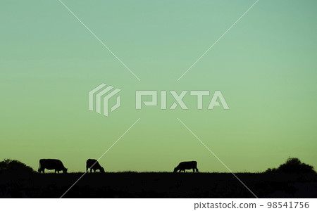 Cows silhouettes grazing, La Pampa, Patagonia, Argentina. Cows silhouettes grazing, La Pampa, Patagonia, Argentina. 98541756