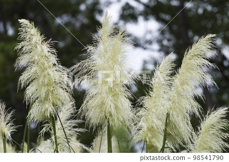 This broom-like plant is Pampas grass (Pampas grass). This broom-like plant is Pampas grass (Pampas grass). 98541790