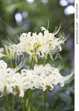 White flowers of Shirobana Manjushage are in bloom. The scientific name is Lycoris albiflora. White flowers of Shirobana Manjushage are in bloom. The scientific name is Lycoris albiflora. 98541844