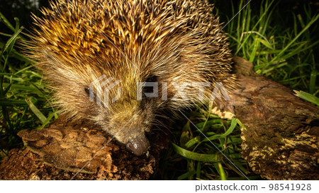 Prickly hedgehog lives in woodland park on sunny summer day Prickly hedgehog lives in woodland park on sunny summer day 98541928