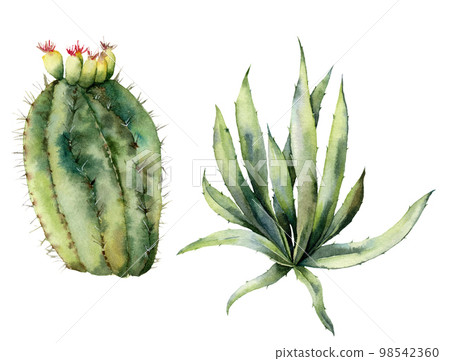 Watercolor set with mexican cacti. Hand painted floral collection with desert cactus, agava. Botanical illustration isolated on white background for design, print, fabric or background. 98542360