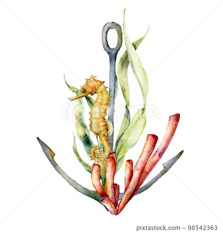 Watercolor anchor, coral and seahorse composition. Hand painted underwater illustration with seaweed branch, leaves isolated on white background. Aquatic illustration for design, print or background. Watercolor anchor, coral and seahorse composition. Hand painted underwater illustration with seaweed branch, leaves isolated on white background. Aquatic illustration for design, print or background. 98542363