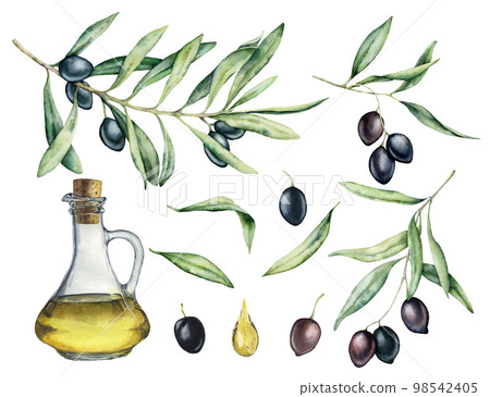 Watercolor set with black olive, branch and bottle with oil. Hand painted illustration with olive berries and tree branches with leaves isolated on white background. For design, print and fabric. 98542405