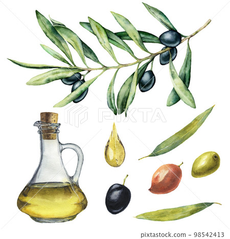 Watercolor set with black olive branch and bottle. Hand painted illustration with olive berries, olive oil and tree branches with leaves isolated on white background. For design, print and fabric. Watercolor set with black olive branch and bottle. Hand painted illustration with olive berries, olive oil and tree branches with leaves isolated on white background. For design, print and fabric. 98542413