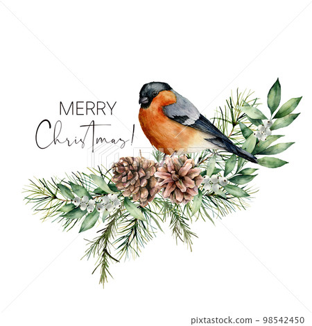 Watercolor Christmas card with bullfinch and floral decor. Hand painted bird, pine cones, fir and eucalyptus branches isolated on white background. Holiday print for design, print or background. Watercolor Christmas card with bullfinch and floral decor. Hand painted bird, pine cones, fir and eucalyptus branches isolated on white background. Holiday print for design, print or background. 98542450
