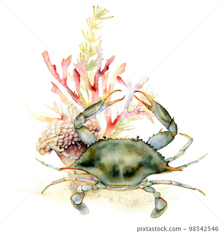 Watercolor crab, coral and seaweed composition. Hand painted underwater illustration with laminaria and coral reef isolated on white background. Aquatic illustration for design, print or background. Watercolor crab, coral and seaweed composition. Hand painted underwater illustration with laminaria and coral reef isolated on white background. Aquatic illustration for design, print or background. 98542546