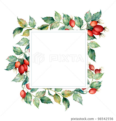 Watercolor card with leaves and dogroses. Hand painted botanical card with dogrose branch isolated on white background. Floral illustration for design, print, fabric or background. Watercolor card with leaves and dogroses. Hand painted botanical card with dogrose branch isolated on white background. Floral illustration for design, print, fabric or background. 98542556