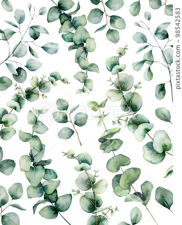 Watercolor eucalyptus card. Hand painted eucalyptus branch and leaves isolated on white background. Floral illustration for design, print, fabric or background. Watercolor eucalyptus card. Hand painted eucalyptus branch and leaves isolated on white background. Floral illustration for design, print, fabric or background. 98542583