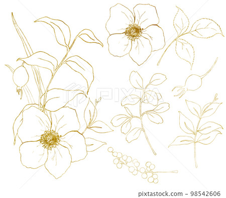 Golden sketch anemone set. Hand painted flowers, eucalyptus leaves, berries and branch isolated on white background for design, print or fabric. Golden sketch anemone set. Hand painted flowers, eucalyptus leaves, berries and branch isolated on white background for design, print or fabric. 98542606