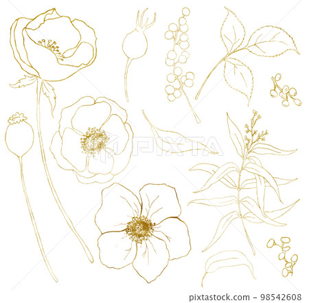 Golden sketch anemone bouquet big set. Hand painted flowers, eucalyptus leaves, berries and branch isolated on white background for design, print or fabric. Golden sketch anemone bouquet big set. Hand painted flowers, eucalyptus leaves, berries and branch isolated on white background for design, print or fabric. 98542608