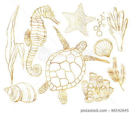 Watercolor golden set with underwater animals and coral reef plants. Hand painted turtle, seahorse, laminaria, coral and shell isolated on white background. Line art illustration for design, print. 98542645