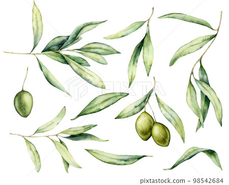 Watercolor green olive, leaves and branch set. Hand painted floral illustration isolated on white background for design, print, fabric or background. 98542684
