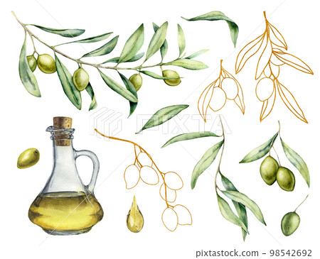 Watercolor green olive branch set. Hand painted floral illustration with  olive fruit and tree branches with leaves isolatedon white background. For  design, print and fabric. ilustração do Stock