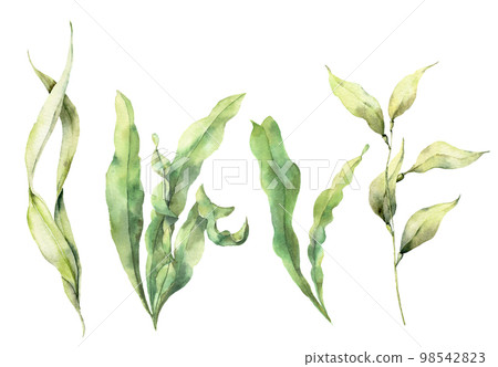 Watercolor set with laminaria. Hand painted underwater floral illustration with algae leaves branch isolated on white background. For design, fabric or print. 98542823