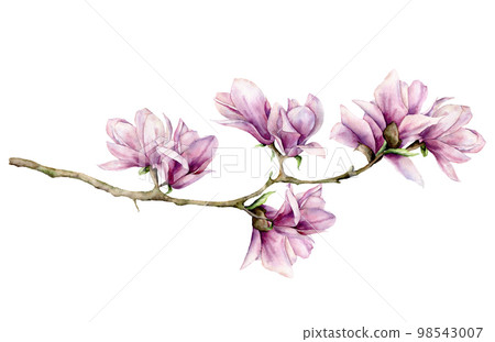 Watercolor magnolia and leaves horizontal card. Hand painted flowers and green leaves on branch isolated on white background. Floral elegant illustration for design, print. 98543007