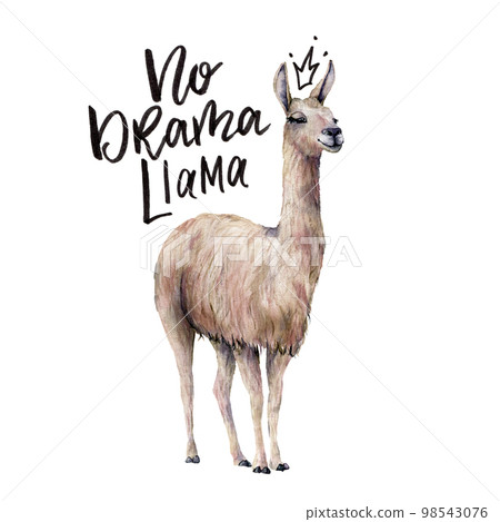 Watercolor No drama llama card with llama. Hand painted beautiful illustration with smiling animal and lettering isolated on white background. For design, print, fabric or background. 98543076