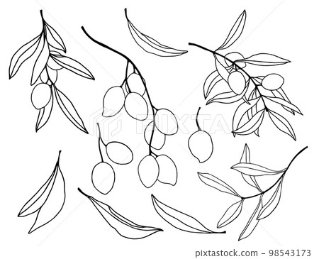 Watercolor sketch with black olive branches and leaves. Hand painted floral set. Illustration isolated on white background for design, print, fabric or background. Watercolor sketch with black olive branches and leaves. Hand painted floral set. Illustration isolated on white background for design, print, fabric or background. 98543173