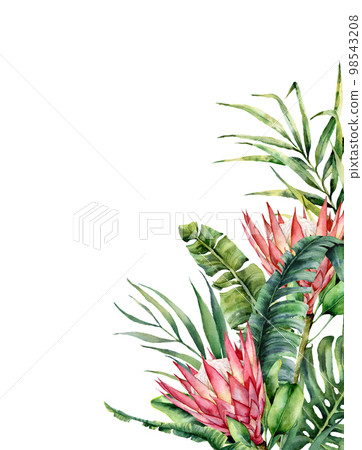 Watercolor tropical flowers and palm leaves card. Hand painted protea and leaves isolated on white background. Nature botanical illustration for design, print. Realistic delicate plant. Watercolor tropical flowers and palm leaves card. Hand painted protea and leaves isolated on white background. Nature botanical illustration for design, print. Realistic delicate plant. 98543208