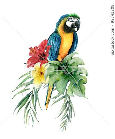 Watercolor tropical card with parrot and flowers bouquet. Hand drawn plumeria and hibiscus. Floral label isolated on white background. Botanical illustration. Greeting template for design. 98543209