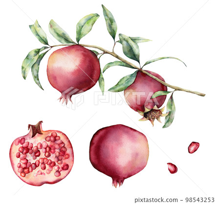 Watercolor pomegranate branch and slice set. Hand painted pomegranate fruit on branch with slice isolated on white background. Floral elegant illustration for design, print. 98543253