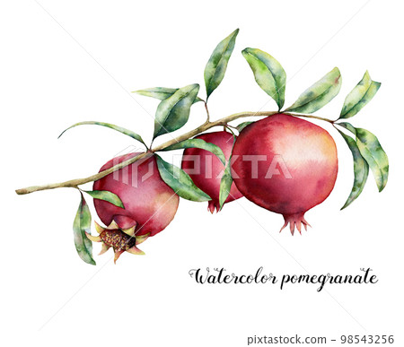 Watercolor pomegranate card. Hand painted garnet fruit on branch with leaves isolated on white background. Floral elegant illustration for design, print. 98543256