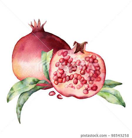 Watercolor card with pomegranate, leaves and berries. Hand painted botanical illustration fruit isolated on white background. Floral elegant illustration for design, print, fabric or background. 98543258