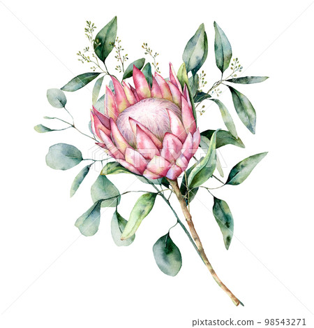 Watercolor protea bouquet with eucalyptus leaves. Hand painted pink flower with branch isolated on white background. Nature botanical illustration for design, print. Realistic delicate plant. 98543271